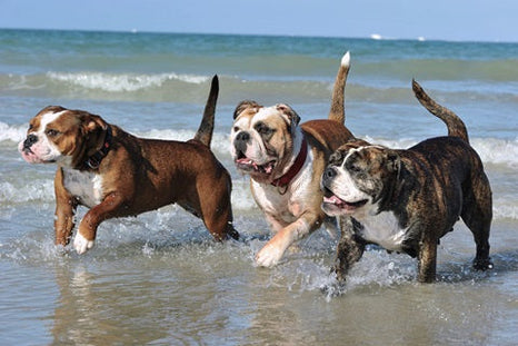 5 nouvelles races de chien potentiellement bientôt reconnues par la FCI