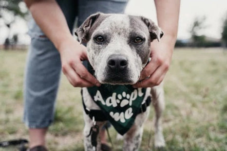 Adopter un chien : comment reconnaître un éleveur responsable ?