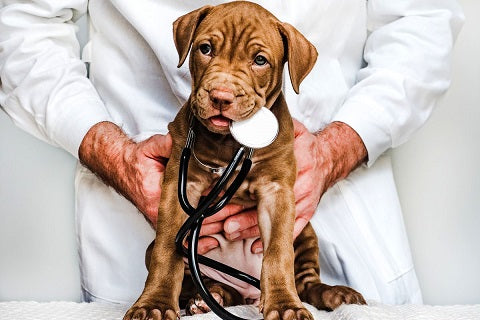 Assurance pour chien : les 5 meilleures sur le marché en 2024 !