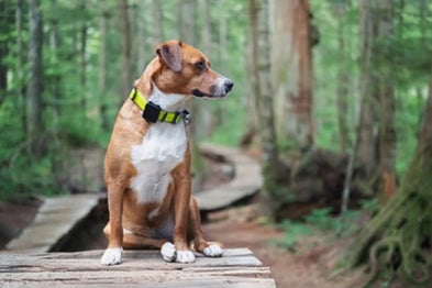 Collier GPS GSM : Opter pour le réseau 2G ou la 4G pour localiser son chien ?