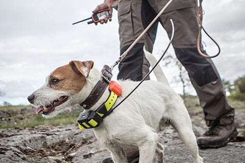 Avantages fonctionnement et achat d un collier GPS chien chasse