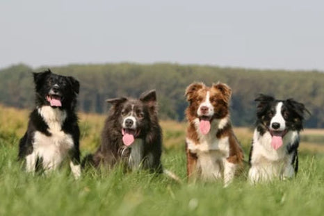 Comment bien choisir un élevage de border collie responsable