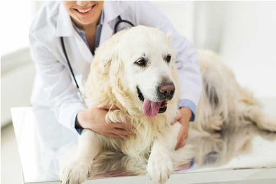 Comment devenir un soigneur animalier ? Guide complet pour les passionnés d'animaux