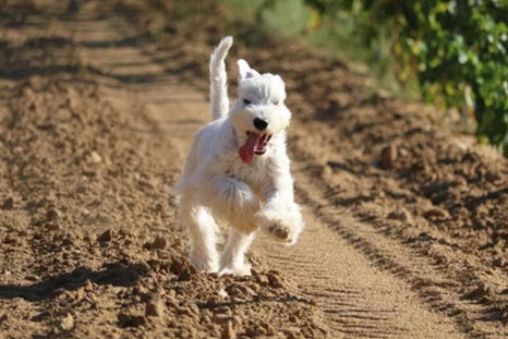 Comment éduquer son chien pour un rappel au pied précis ?