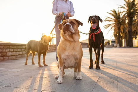 Devenir promeneur de chiens : un job payant et gratifiant