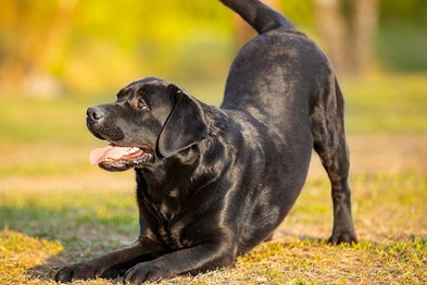 Comprendre le langage corporel du chien en un clin d'œil !