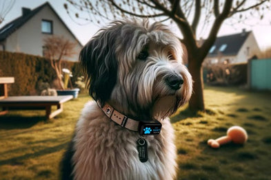 Est-ce que les colliers GPS conviennent à tous les chiens ?