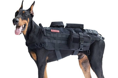 Où acheter un harnais chien militaire de qualité ?