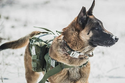Collier tactique militaire pour chien avec poignée de contrôle pour berger  allemand : : Animalerie