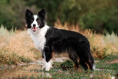Tout savoir sur le border collie, merveilleux chien de berger et de compagnie !