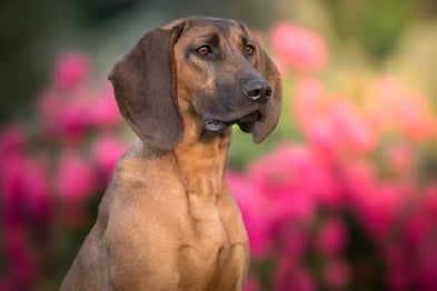 Tout savoir sur le chien de sang utilisé pour la chasse
