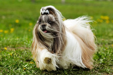 Tout savoir sur le shih tzu, le petit chien lion du Tibet !