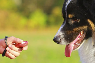 Le clicker training pour éduquer son chien