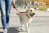 Collection de collier et laisse pour chien