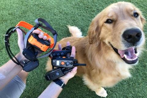 Colliers de dressage collection