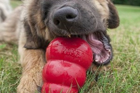 KONG Bounzer jouet dentaire résistant pour chien
