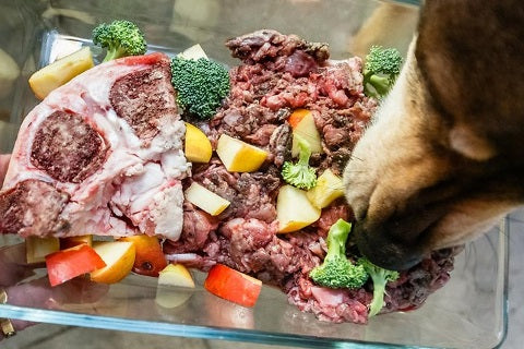 Alimentation pour chien collection