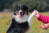 Collection Home - Education pour chien