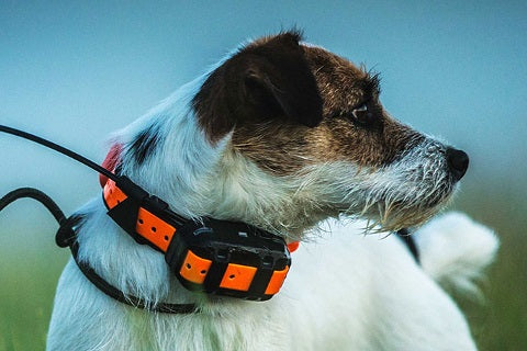 Collier GPS chien TRACKSOON® T920A