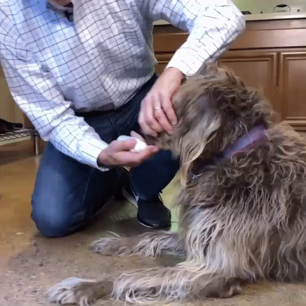 peelagreen homepage mauvaise haleine chien spray anti-tarte oral spray hygiène bucco-dentaire produit de première nécessité pour canins