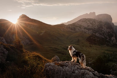 Pourquoi et comment choisir un bon collier GPS pour son chien ?