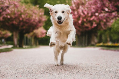 La commande "Viens" ou comment enseigner le rappel à son chien ?