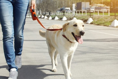 7 conseils pour bien promener son chien