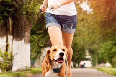 Éduquer, aimer, protéger son chien : comment bien utiliser un collier de dressage ?