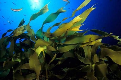 Les bénéfices de l'algue kelp pour nos amis canins
