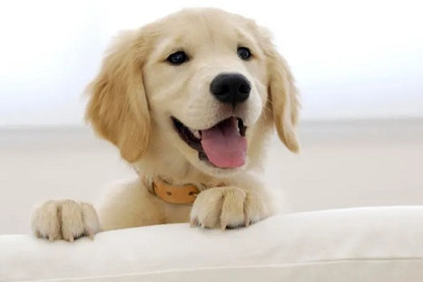 5 signes qui montrent que votre chien est heureux