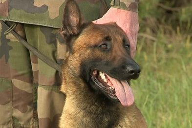 7 races de chiens militaires parmi les plus efficaces au monde