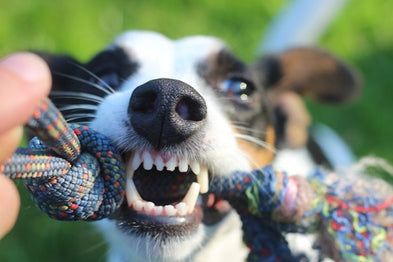 Les dents du chien : fonctions & caractéristiques ? Entretien des crocs, incisives, et molaires