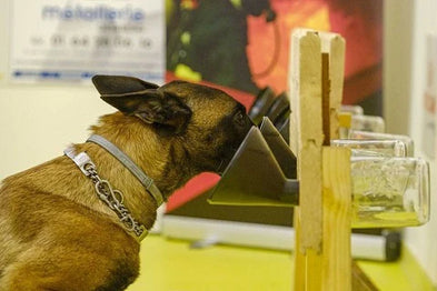 8 chiens de travail appréciés pour leur flair surdéveloppé
