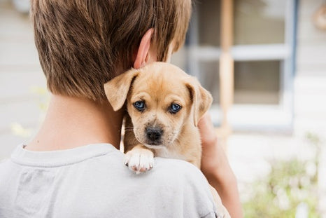 L'adoption d'un chien : toute une organisation !