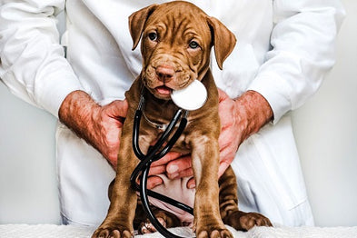 Assurance pour chien : les 5 meilleures propositions sur le marché en 2023