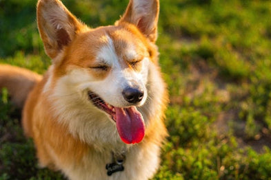 Canicule chez le chien : comment le protéger de la chaleur ?