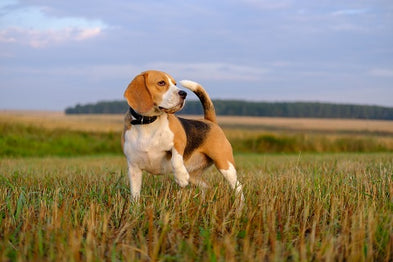 Tout savoir sur le chien de chasse : origines, races, types de chasse, entrainement et santé