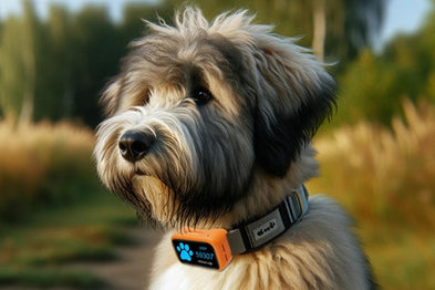 Top 3 des meilleurs colliers GPS pour petit chien