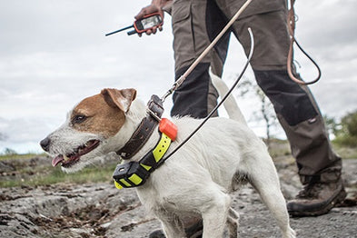 Collier GPS chien chasse : lequel choisir et pourquoi ?