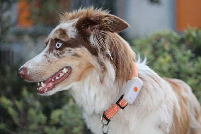 Collier gps pour chien Weenect Dogs 2 : Test & Avis