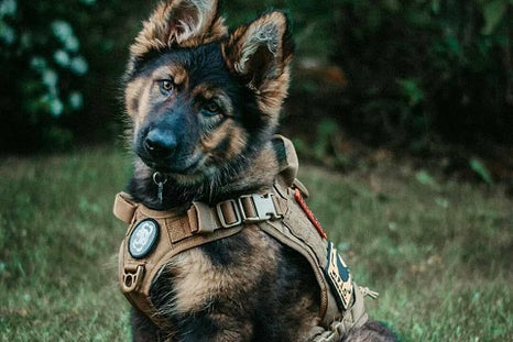 Comment choisir un bon harnais tactique militaire chien ?