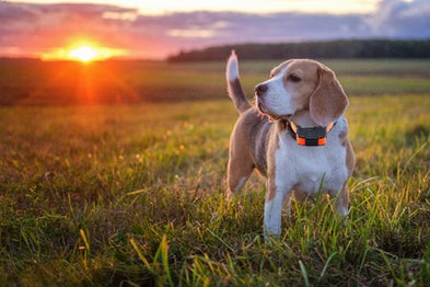 Comment choisir un collier GPS pour chien