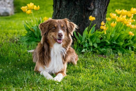 Comment créer un système anti-fugue pour chien ?
