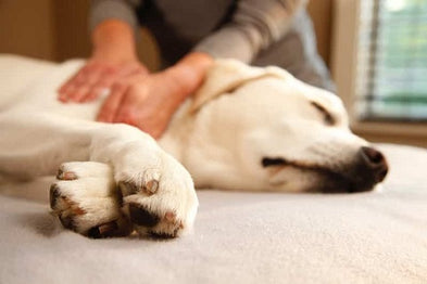 Comment faire un massage relaxant pour son chien ?