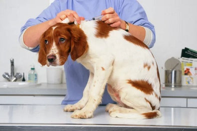 Hygiène et santé pour chien – Boutique du Compagnon