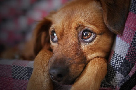 L'anxiété chez le chien