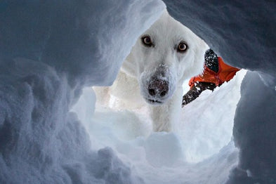 Le chien d'avalanche et son entraînement : un flair qui sauve des vies
