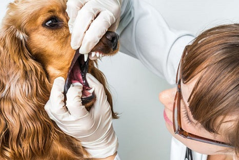 Le détartrage du chien : pourquoi est-ce important pour sa santé ?