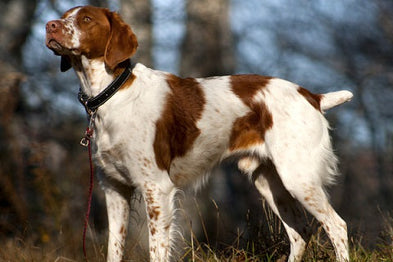 Le dressage du chien de chasse au sifflet : comment faire ?
