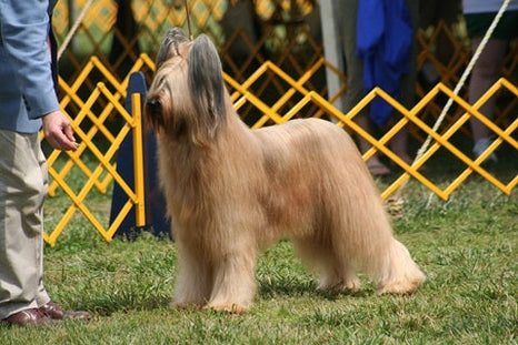 Le pedigree chez le chien
